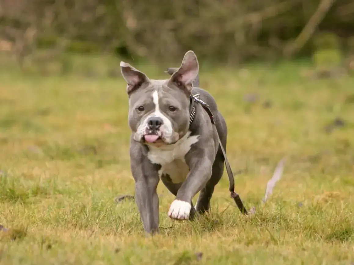 Pummel - American Staffordshire Terrier - Bild 2