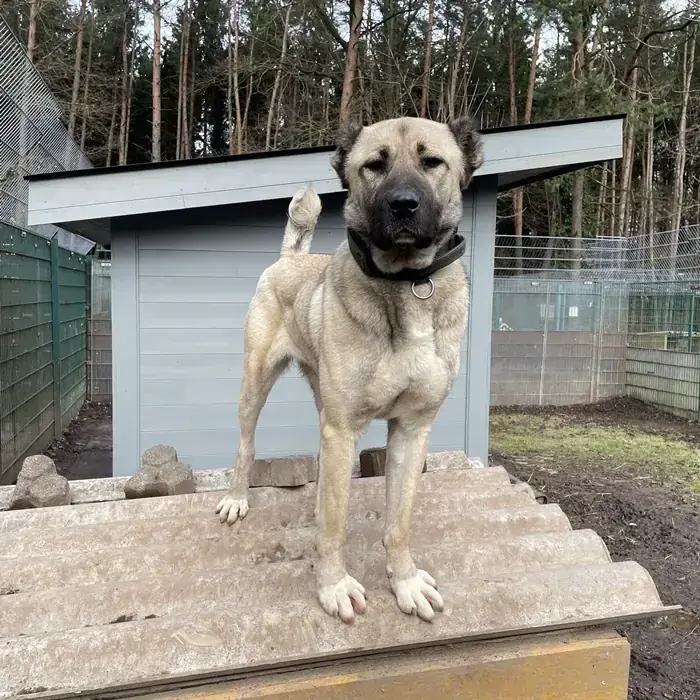 Berta - Kangal-Hirtenhund - Bild 2