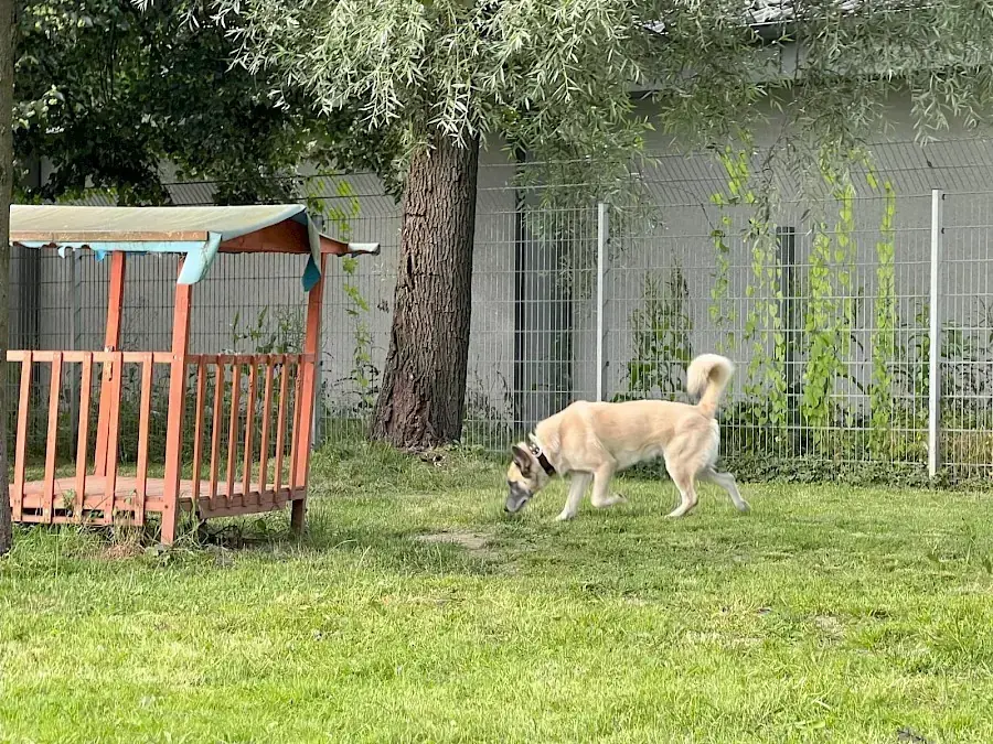 Chester - Deutscher Schäferhund - Bild 11