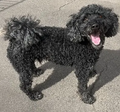 Blacky - Pudel - Bild 3
