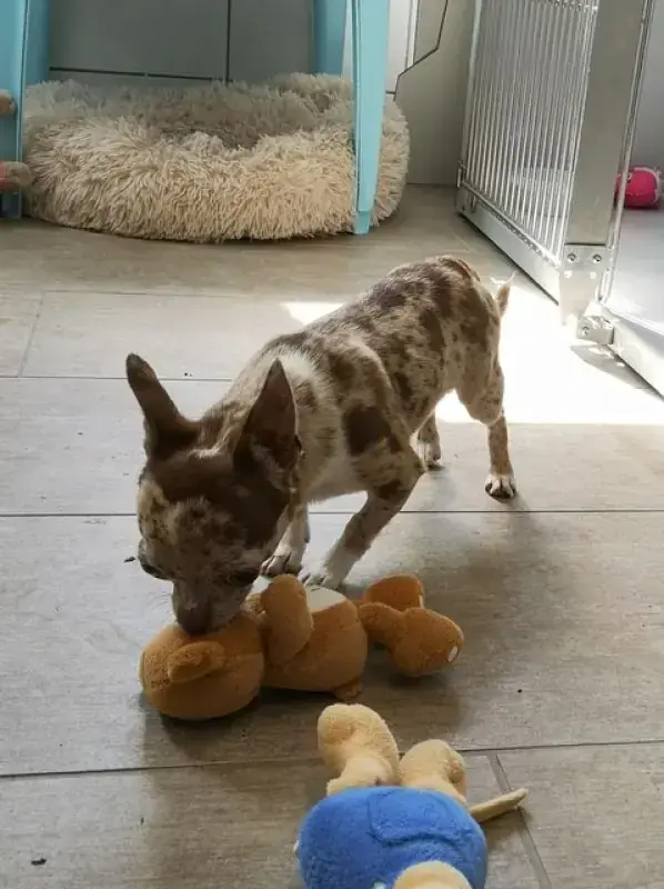 Hugo - Chihuahua - Bild 5