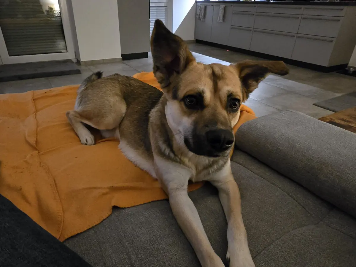 Paule - Deutscher Schäferhund - Bild 3