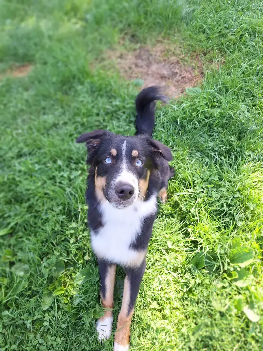 Aika - Australian Shepherd - Bild 3