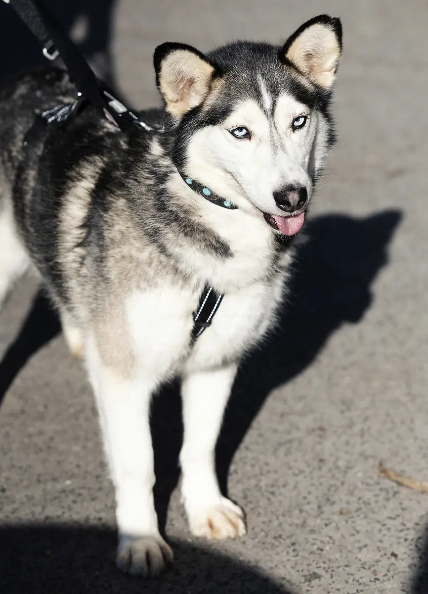 Siberian Husky-Mix Keta