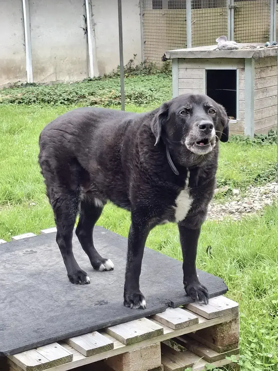 Balou -  - Bild 13
