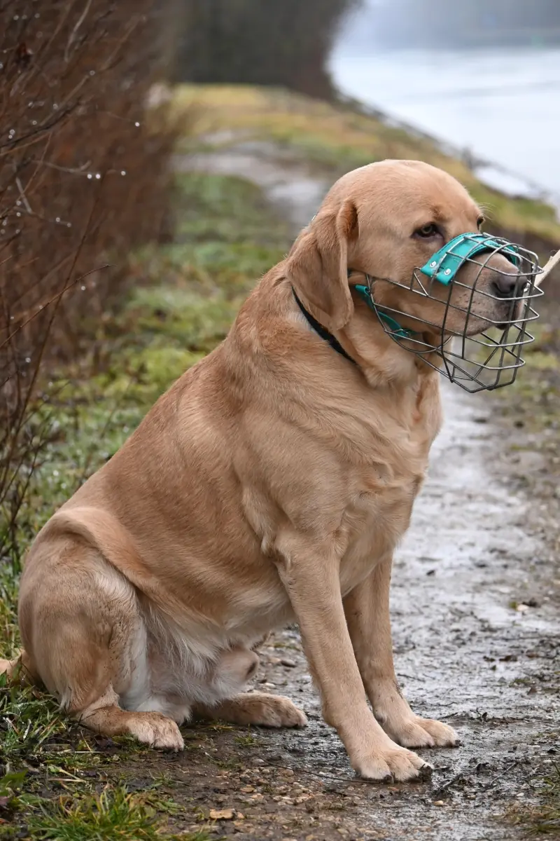 Benito - Labrador Retriever - Bild 14