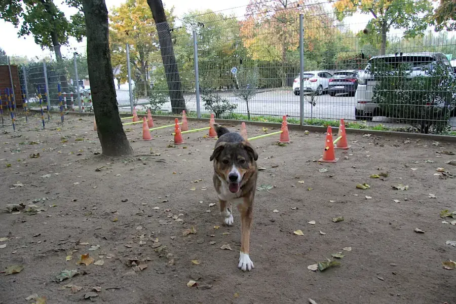 Amy - Deutscher Schäferhund - Bild 9