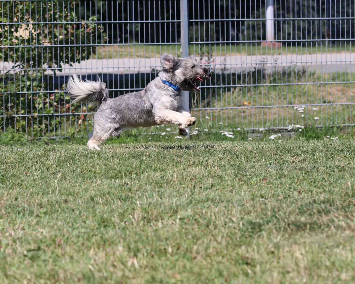 Bobby -  - Bild 7