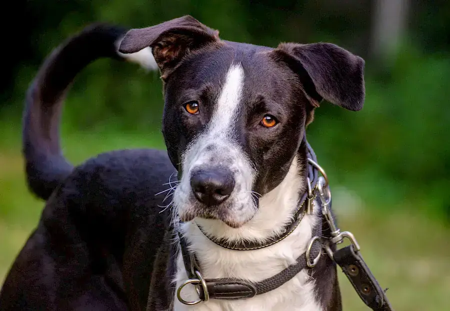 Floki -  - Bild 1