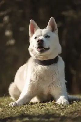 Balou – Siberian Husky – Bild 10