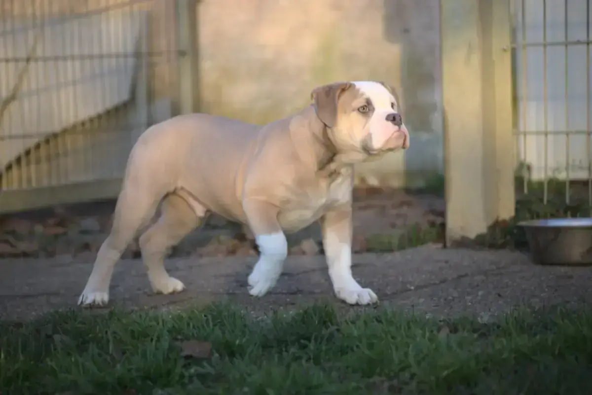 Englische Bulldogge Arthur