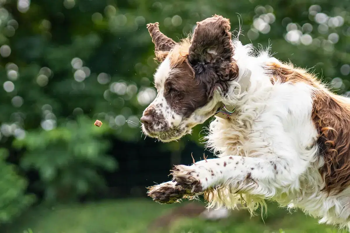 Klaus - English Springer Spaniel - Bild 2
