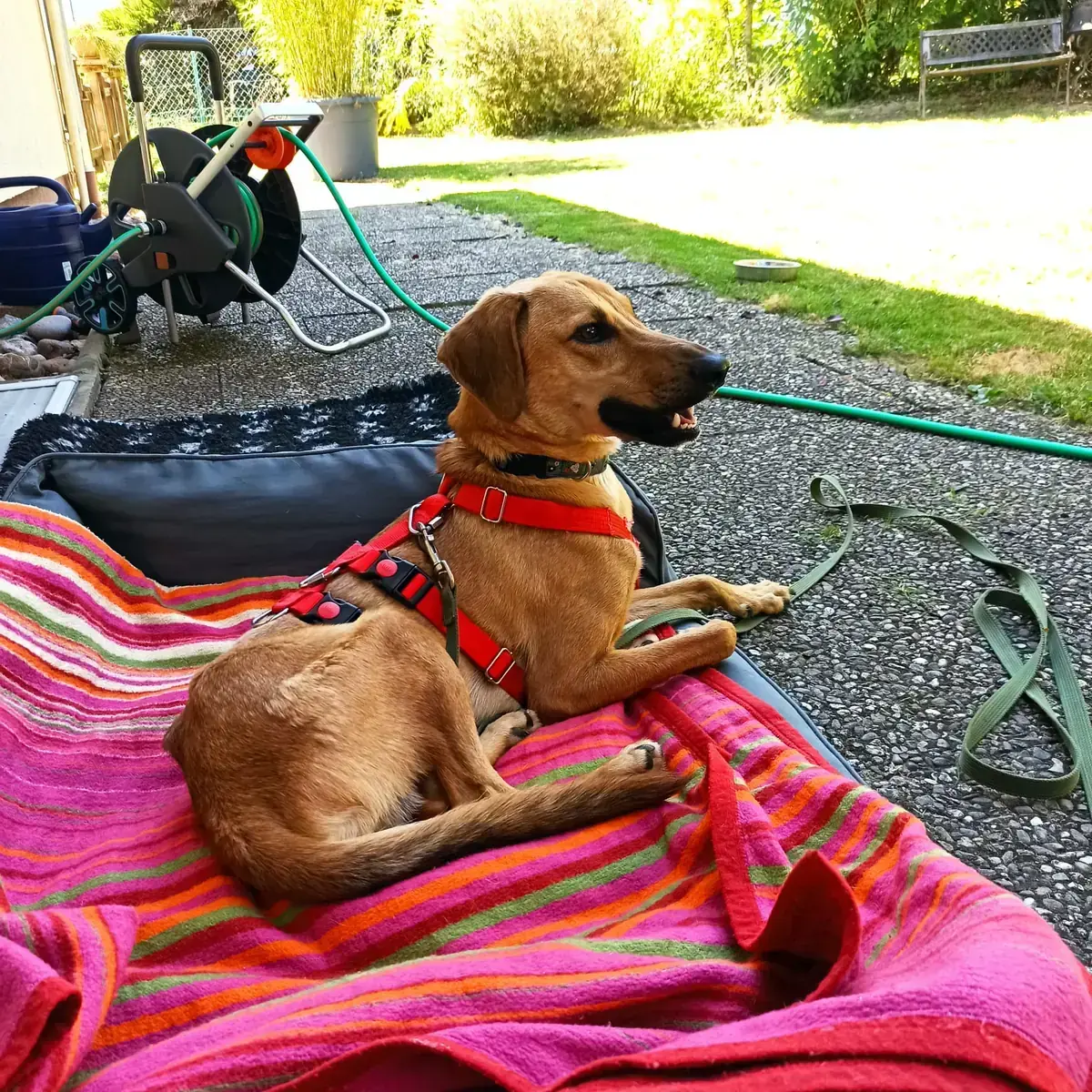 Luigi -  - Bild 4