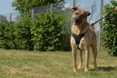 Ares – Mischling – Bild 2