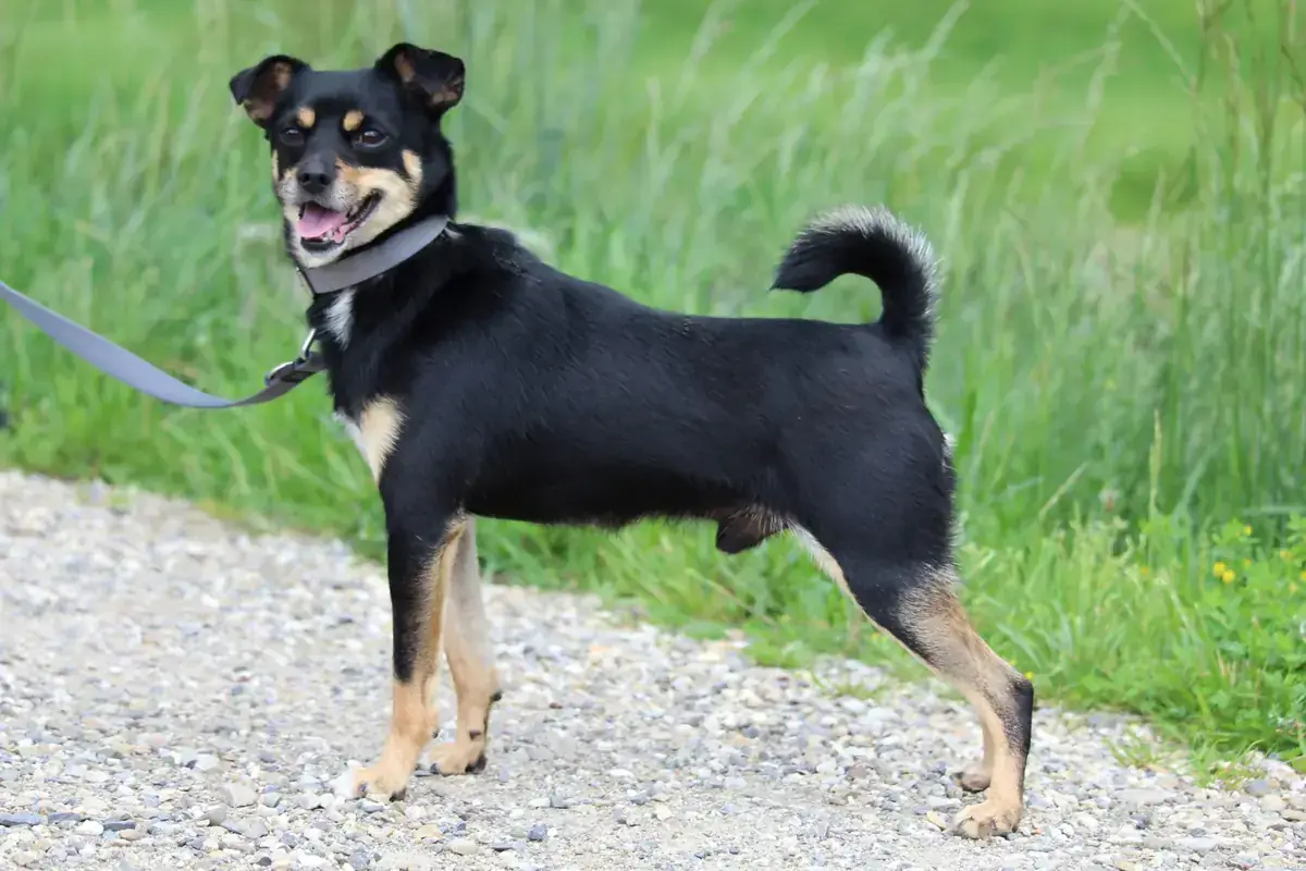 Koba -  - Bild 5