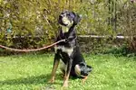 Bali – Labrador Retriever, Deutscher Schäferhund – Bild 3