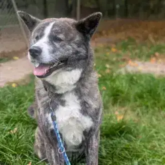 Lucy – Akita – Bild 4