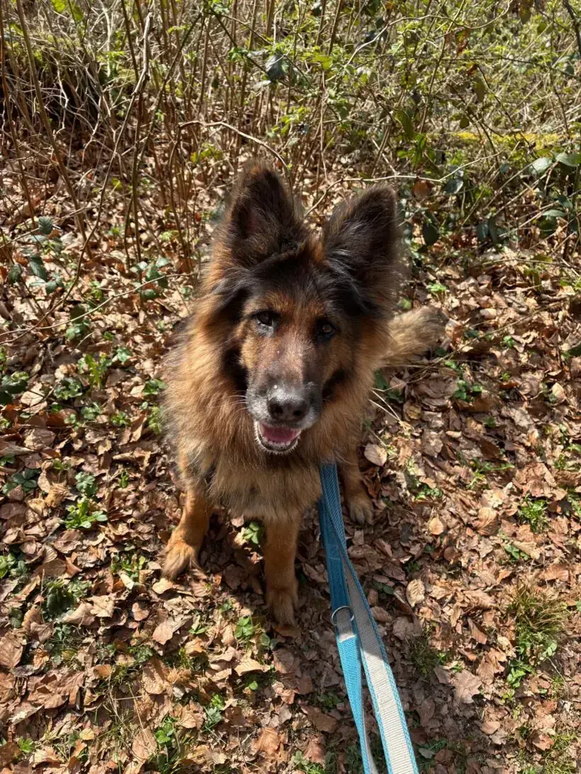 Bonnie - Deutscher Schäferhund - Bild 3