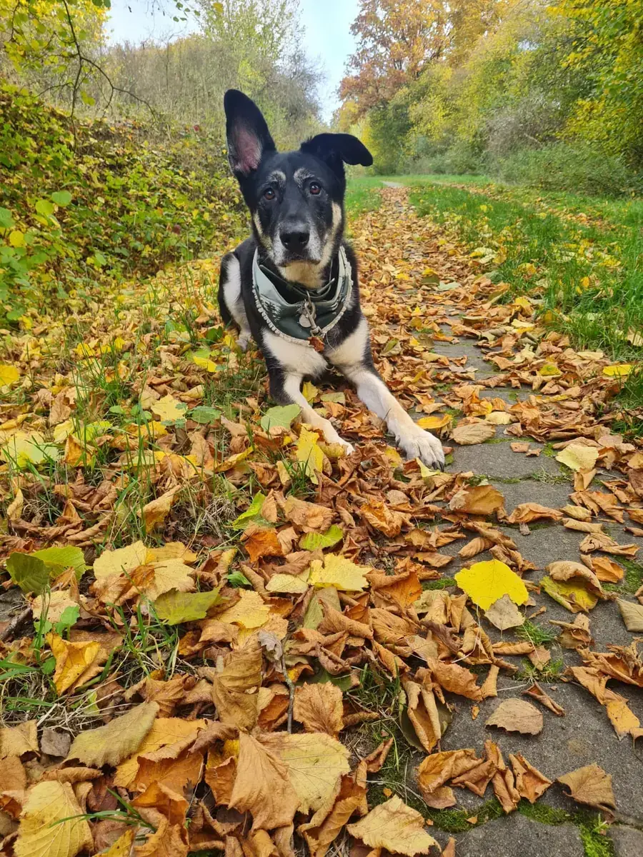 Bailey - Deutscher Schäferhund - Bild 2