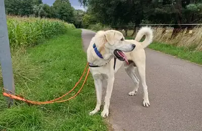 Sero – Kangal-Hirtenhund – Bild 3