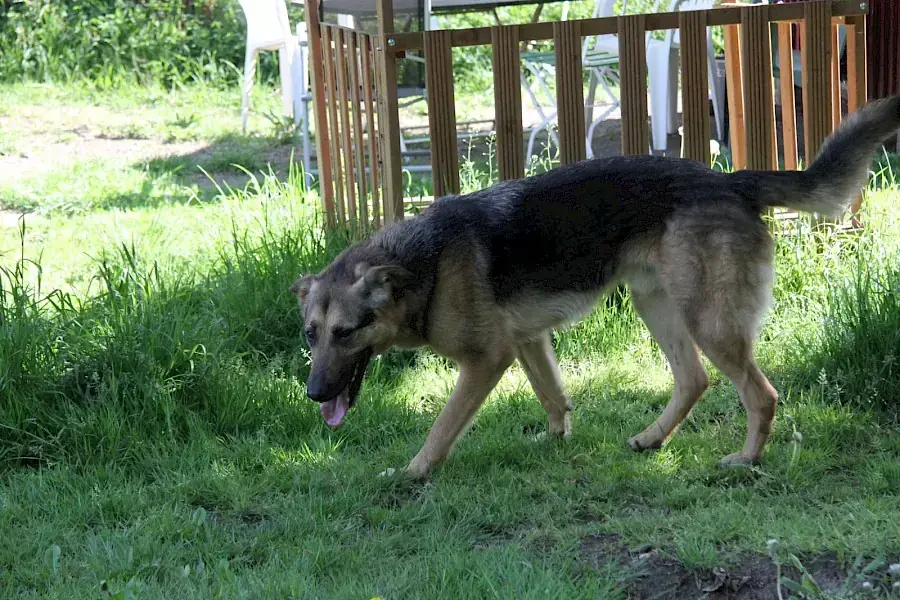 Billy - Deutscher Schäferhund - Bild 6