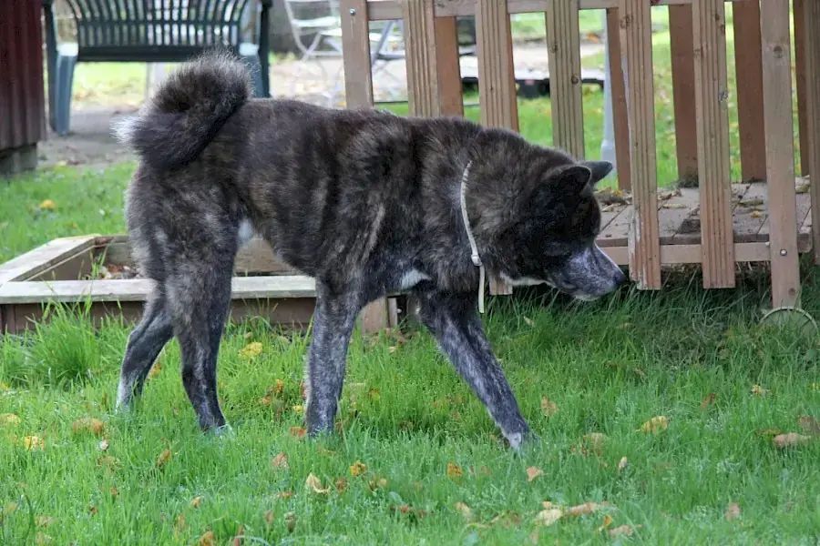Thor - Akita - Bild 2