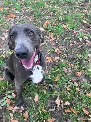 Amber – Weimaraner – Bild 7