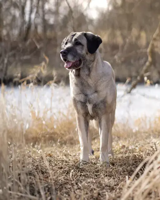 Naz - Kangal-Hirtenhund - Bild 5