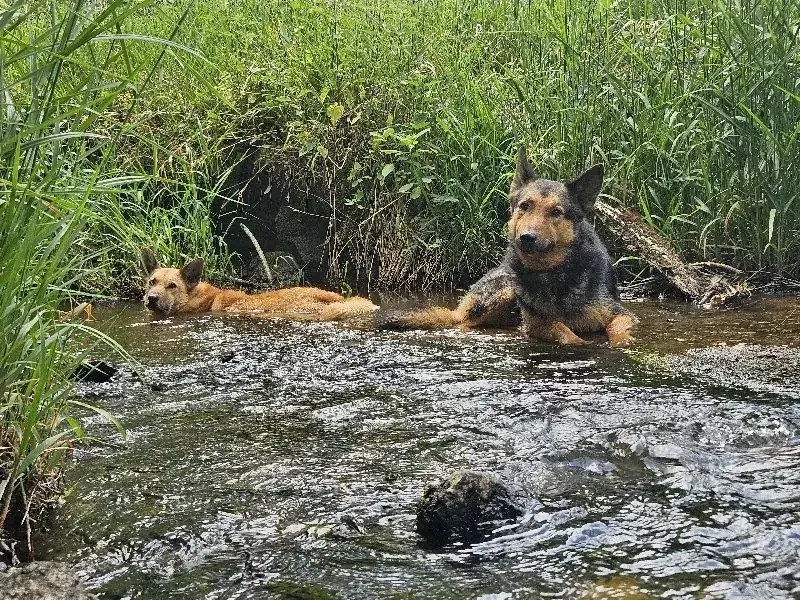Zira -  - Bild 3