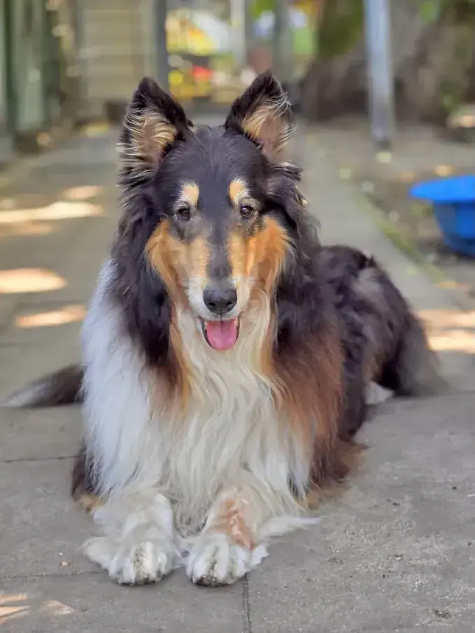 Fiete - Border Collie - Bild 2