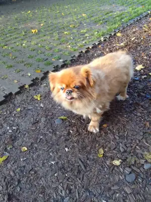 Gino – Tibet-Spaniel – Bild 2