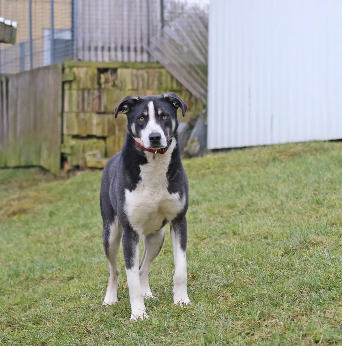 Buddy -  - Bild 10