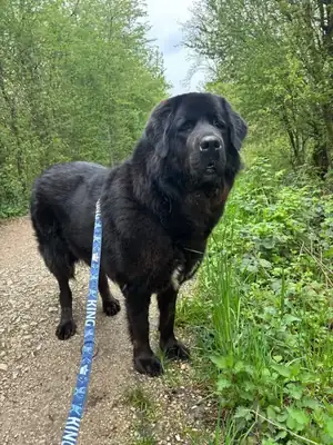 Bona – Hund – Bild 3