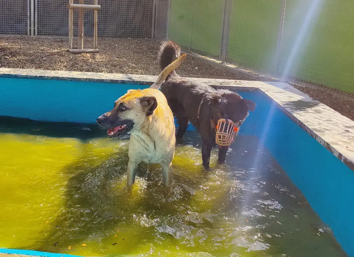 Rex - Deutscher Schäferhund - Bild 12