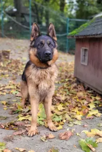 Jonny - Deutscher Schäferhund - Bild 2
