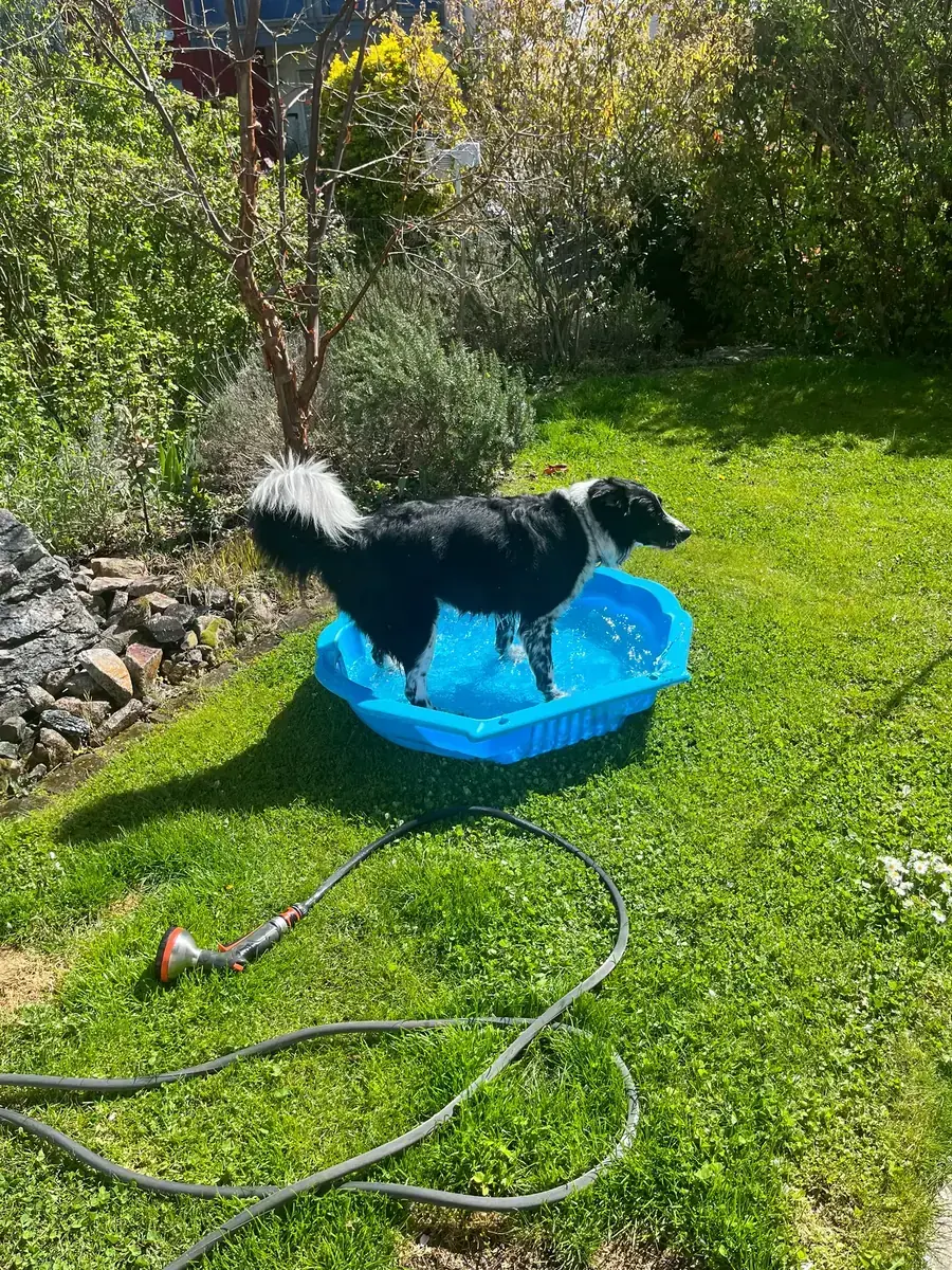 Rey - Border Collie - Bild 3