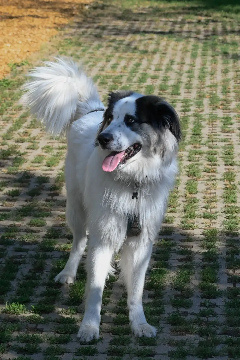 Buddy - Samojede - Bild 11