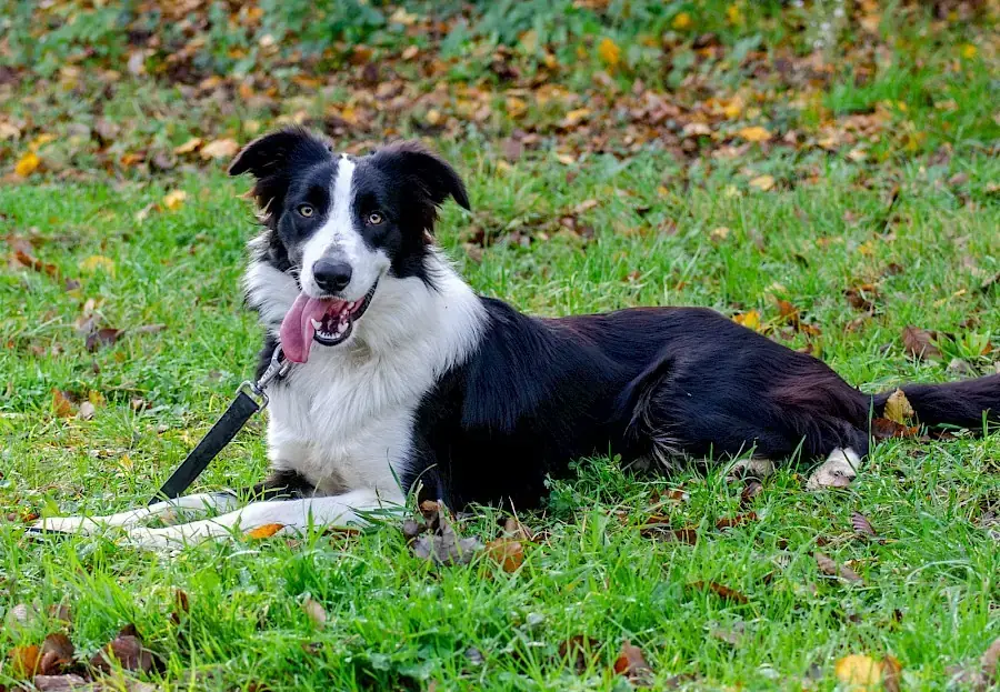 Manoah - Border Collie - Bild 3