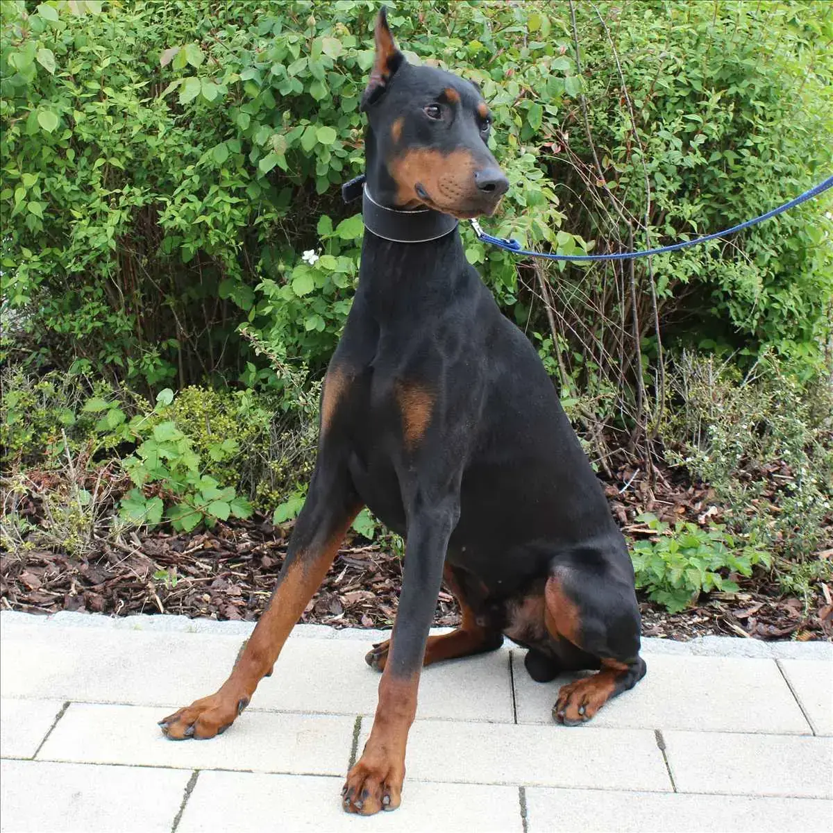 CONAN - Dobermann - Bild 3