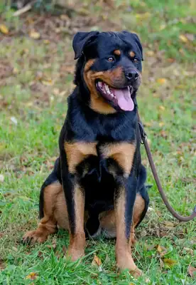 Tiger – Rottweiler – Bild 4
