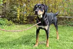 Bali - Labrador Retriever, Deutscher Schäferhund - Bild 5