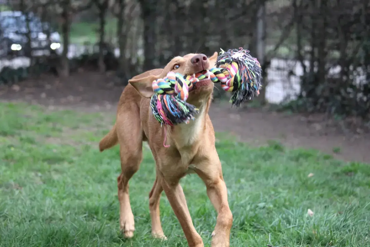 Baco - Podenco Canario - Bild 6
