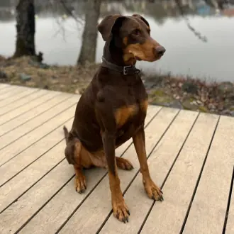 Max - Dobermann - Bild 2
