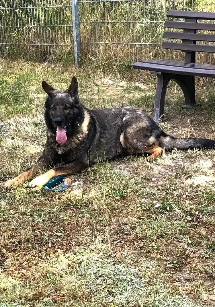Deutscher Schäferhund Ricco