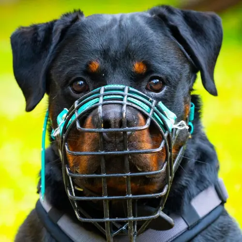 Rottweiler Han Solo
