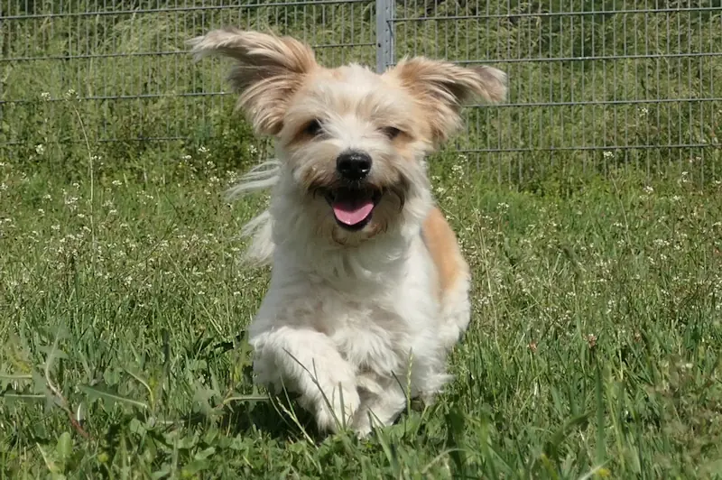 Don Fussel - Bichon Frisé - Bild 2