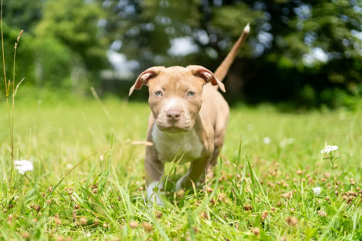 Lia - American Staffordshire Terrier - Bild 5