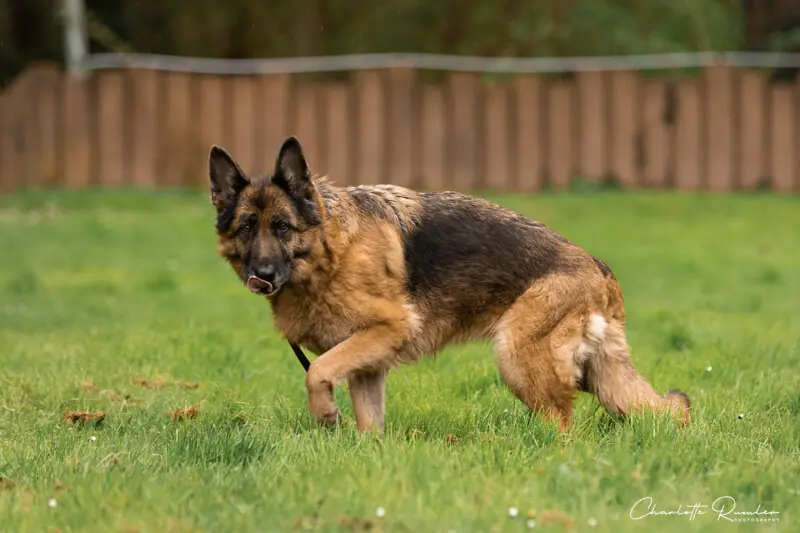 Lana - Deutscher Schäferhund - Bild 2