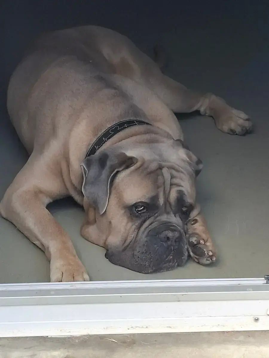 Byron - Cane Corso Italiano - Bild 5