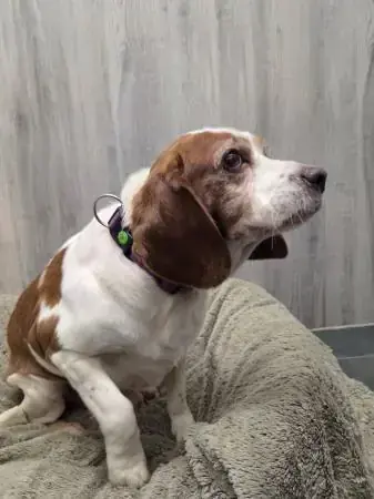 Balu - Deutscher Schäferhund - Bild 2